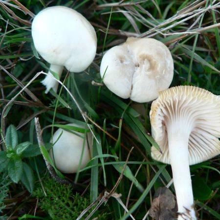 Hygrocybe virginea