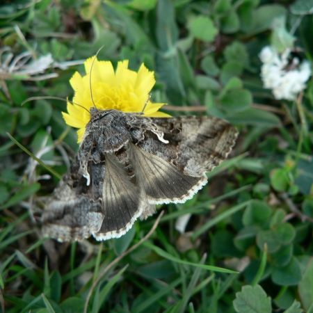 Autographa gamma