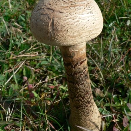 Macrolepiota procera