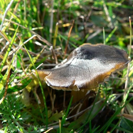Hygrocybe psittacina