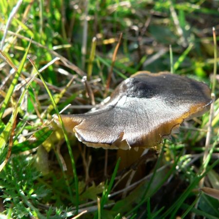 Hygrocybe psittacina