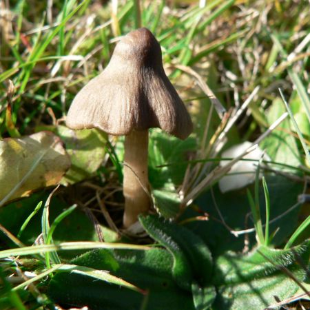 Hygrocybe nitrata