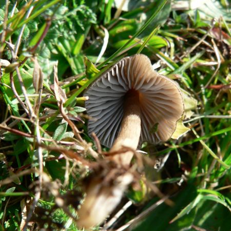 Hygrocybe nitrata