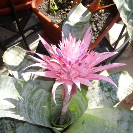 Floare de Aechmea