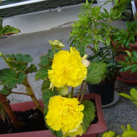 Begonie cu flori galbene