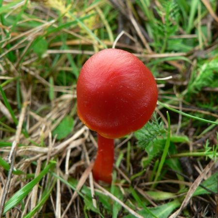 Hygrocybe coccinea