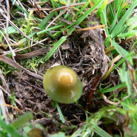 Hygrocybe psittacina