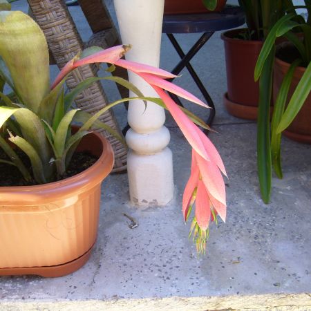 Bilbergia