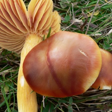 Hygrocybe punicea