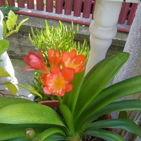 Clivia