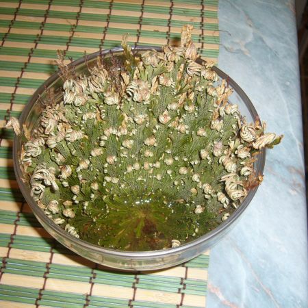 Selaginella Lepidophylla