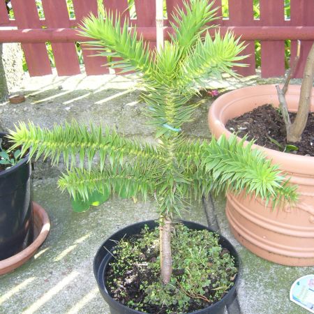 Araucaria Araucana