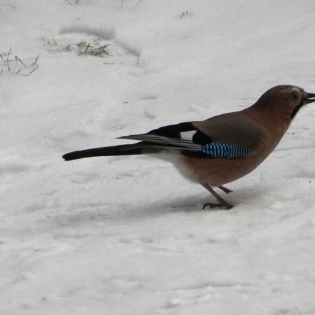 Garrulus glandarius