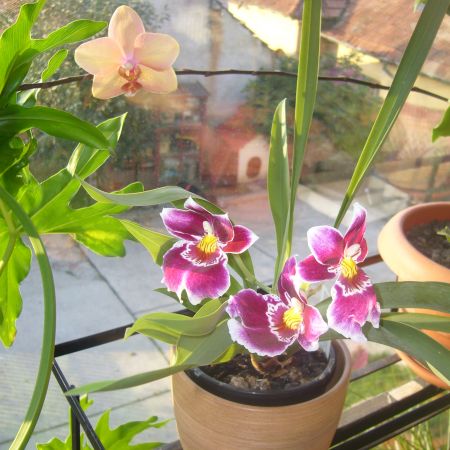 Miltonia