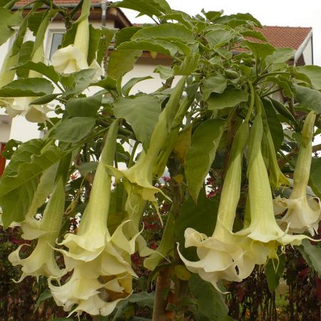 DATURA