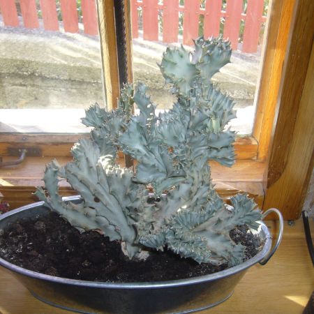 Euphorbia ...