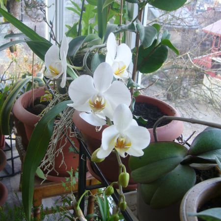 Orhidee 1 (R)