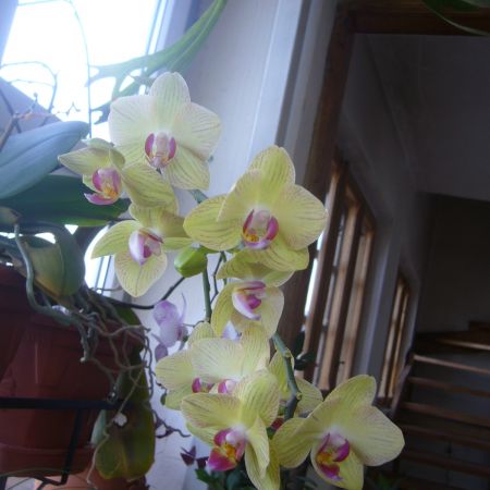 Orhidee 3