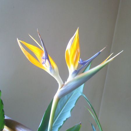 Strelitzia (R)