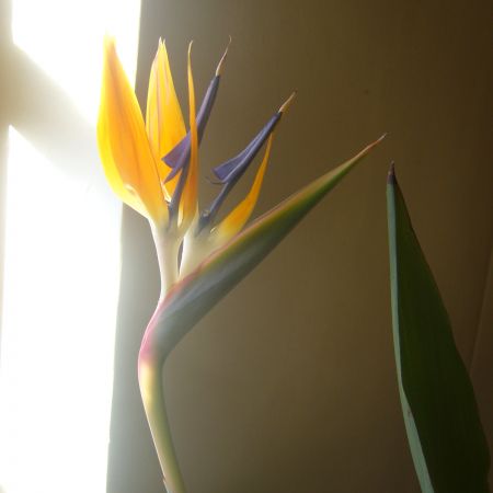 A doua floare de Strelitzia (R)