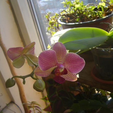 Orhidee 3(R)