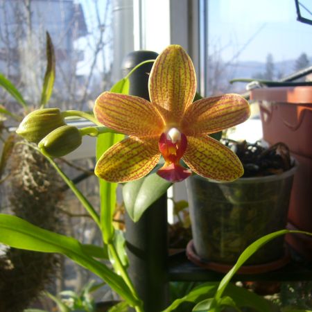 Orhidee 4(R)