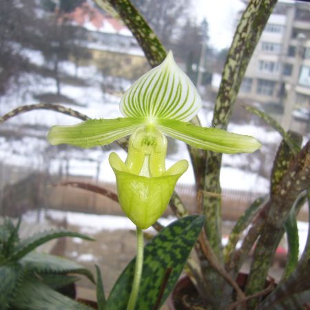 Orhidee - Papucul lui Venus (R)