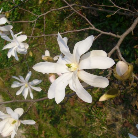 Magnolia Stellata (R)