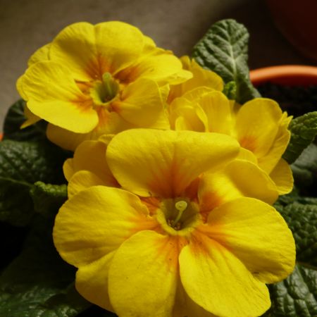 PRIMULA