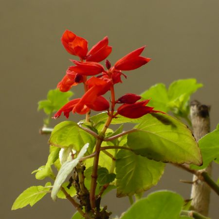 SALVIA