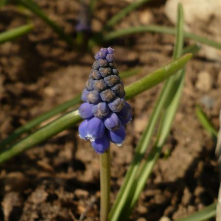 MUSCARI