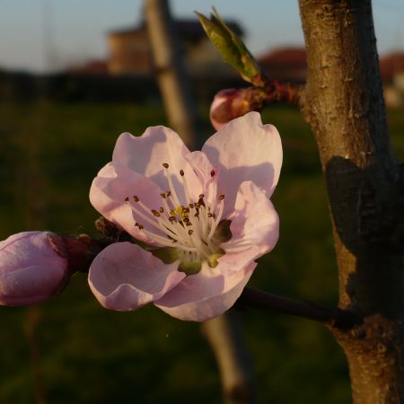 floare de piersic