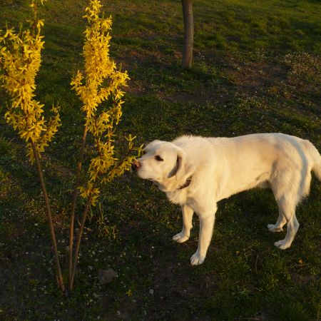 in gradina 