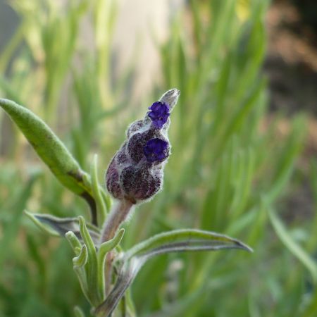 LAVANDA