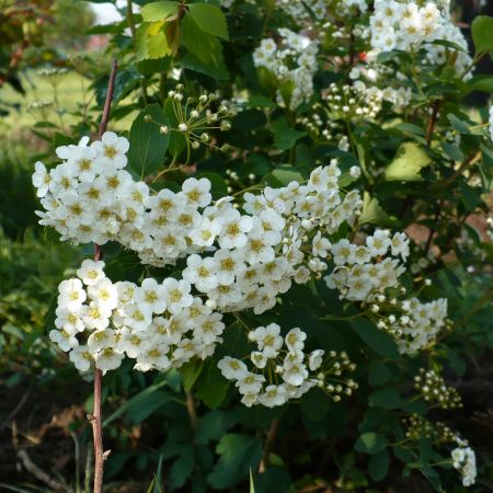 spirea