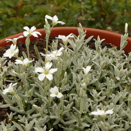 cerastium 