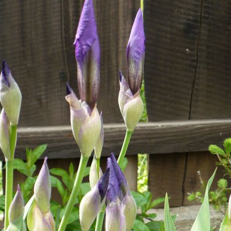 STANJENEI (IRIS)