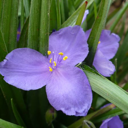 violet