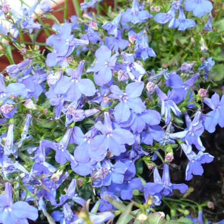 LOBELIA