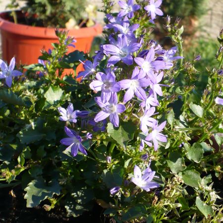 CAMPANULA