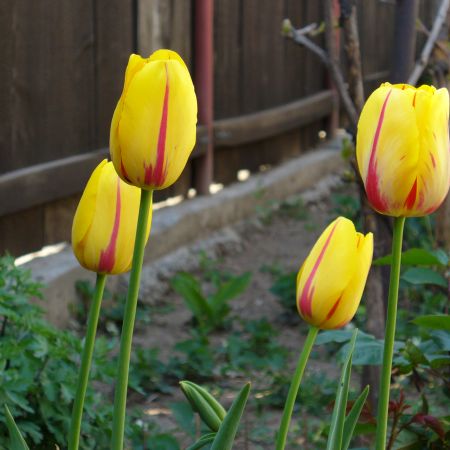 tulips