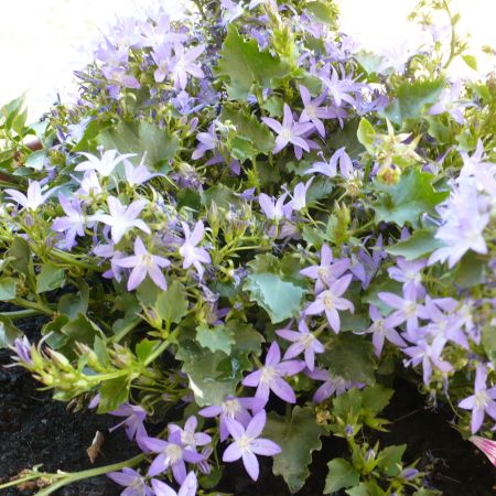 CAMPANULA