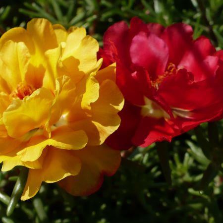 portulaca grandiflora