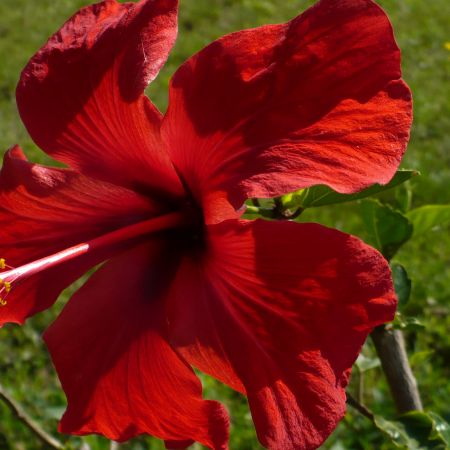 hibiscus