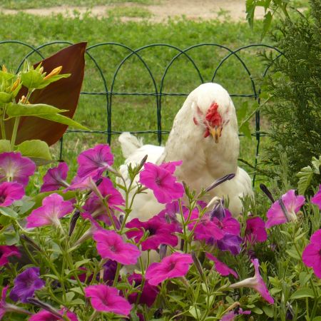 in gradina