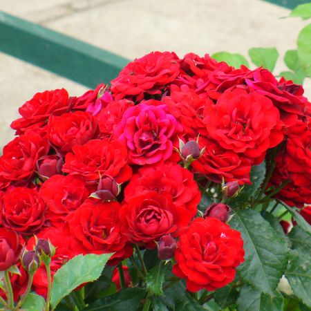 red roses