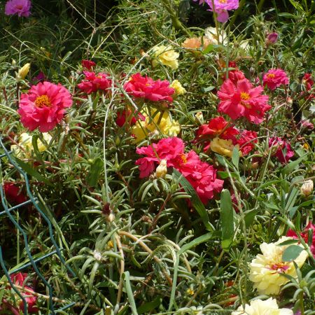 portulaca