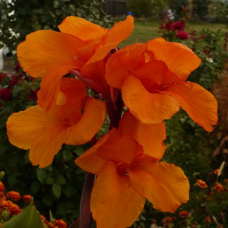 canna indica