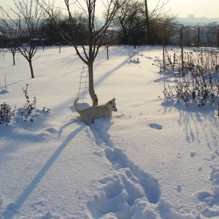 Iarna in gradina