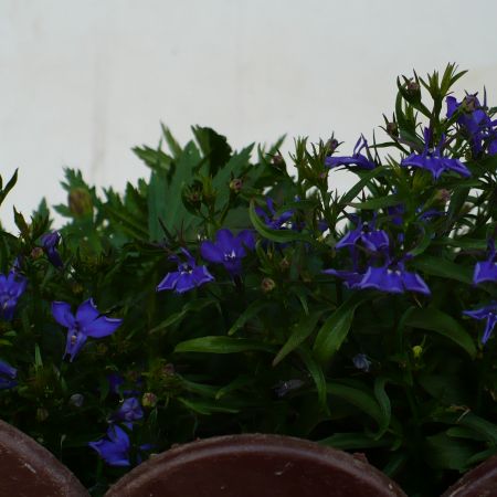 LOBELIA